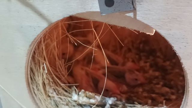 Java Bird Setup | White Java | Fawn Java | Java Result | Java Colony | Java Sparrow Breeding Tips смотреть онлайн