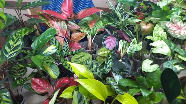 Каких растений только не встретишь на выставке цветов. смотреть онлайн