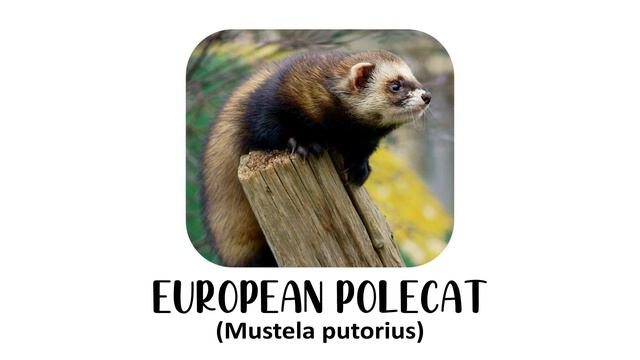 Species Of Mustela Genus Weasels | Types Of Weasels #weasel #stoat