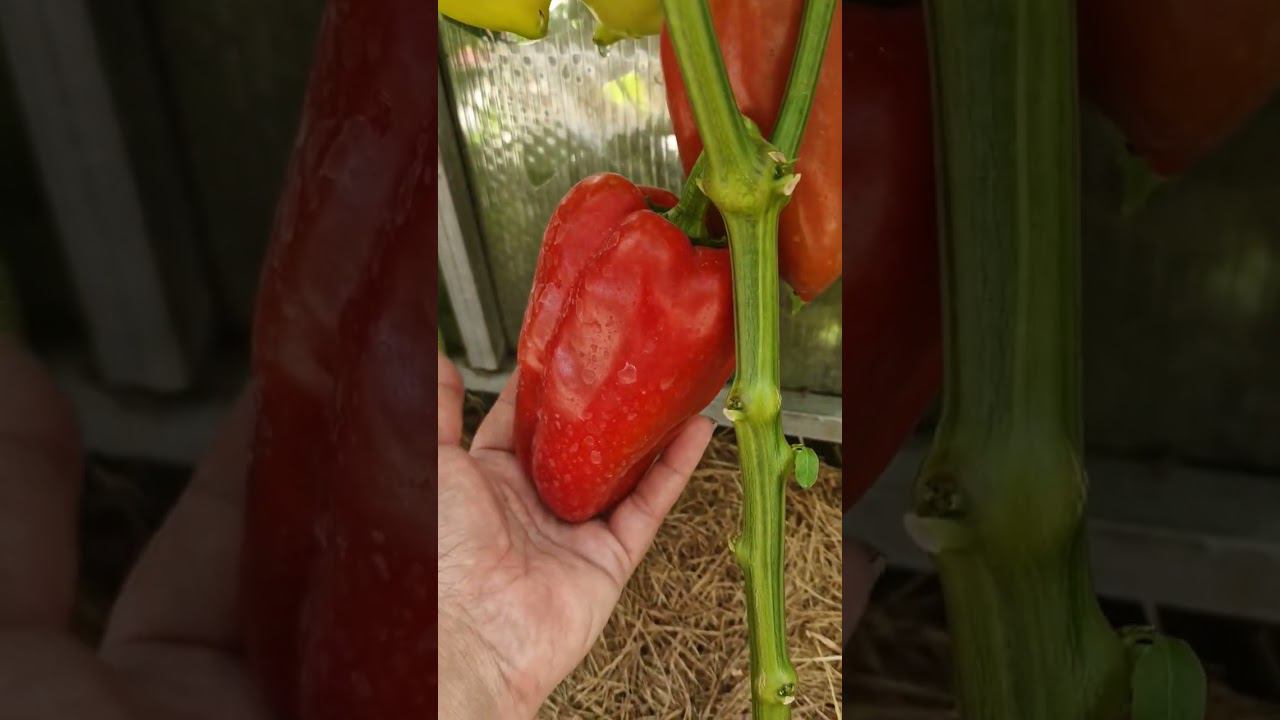 Алёша Попович смотреть онлайн