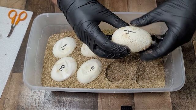 Will my dream come true after 14 years? Ball Python Clutch Cutting ? смотреть онлайн