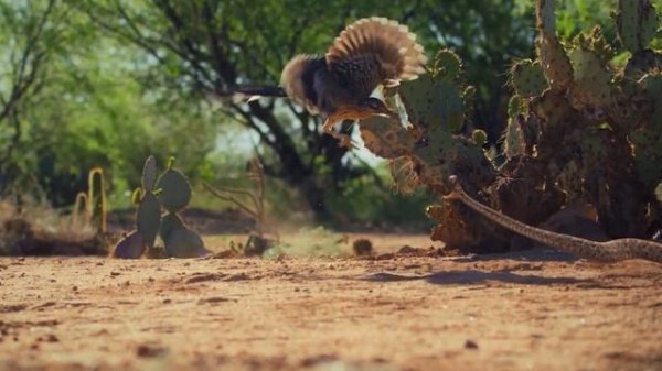 Roadrunner Bird (Remarkable Desert Specialist)