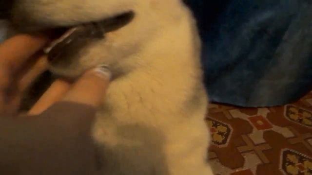 Смена зубов у щенка. 4.5мес смотреть онлайн