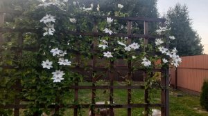 Восхитительное цветение, о котором я умалчивала. 9 сортов клематиса.