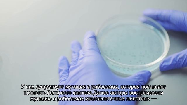Ученые убрали ошибки при синтезе белков и выяснили, что это продлевает жизнь смотреть онлайн