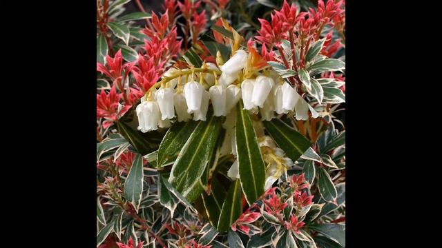 ПИЕРИС (PIERIS) сем. Вересковые смотреть онлайн