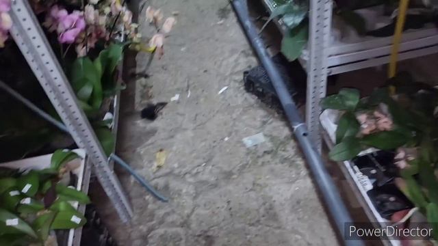 Обзор азиатских орхидей, первая поставка 2023г. смотреть онлайн