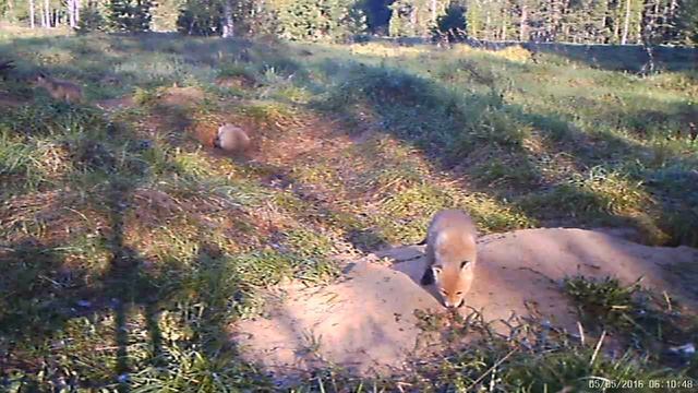 Лисята у норы смотреть онлайн