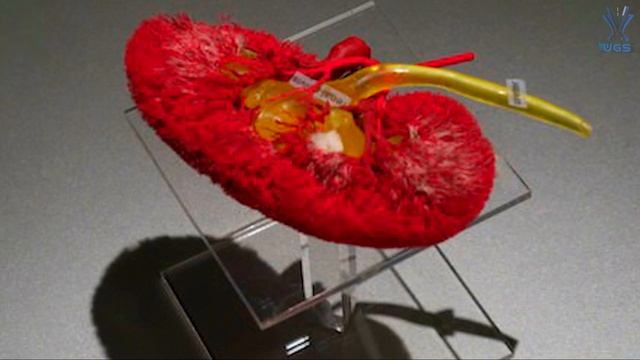 МУЗЕЙ ЧЕЛОВЕЧЕСКИХ ТЕЛ, НЕ ДЛЯ СЛАБОНРВНЫХ смотреть онлайн