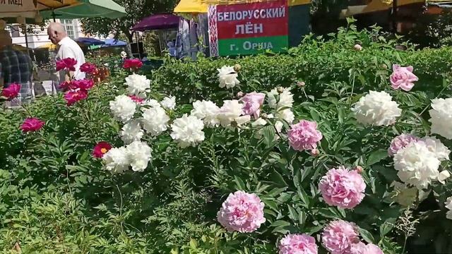 Санкт-Петербург мой! Колокольная улица, развод Дворцового моста. Лето 2022. 5-я история смотреть онлайн