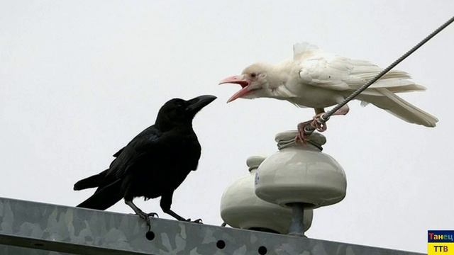 Животные необычной раскраски! Unusuale colored animals! смотреть онлайн