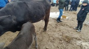 УЗБЕКИСТАН МАРХАМАТ МОЛ БОЗОРИ ЯАНГИ НАРХЛАР БОЗОР ЙУК ЕНДИ НИМА БУЛАДИ МОЛАР