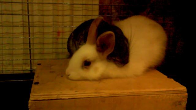 Шиншила спит на кролики смотреть онлайн