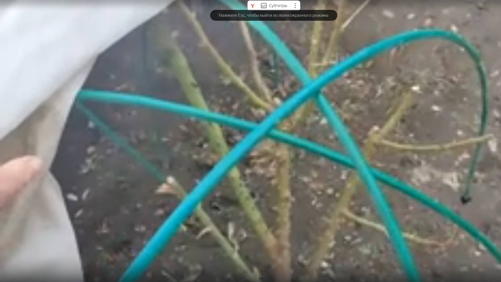 Мои розы после зимовки. смотреть онлайн