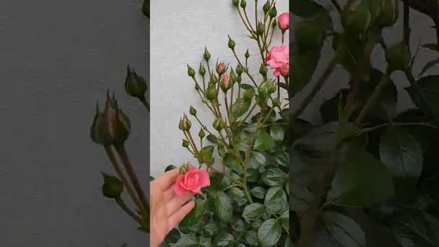 Розы Дэвида Остина после дождика! смотреть онлайн