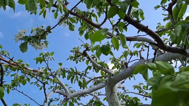 Обработка дачи фитоспорином.13.05.23.Сев.Каз..Ч.500. смотреть онлайн