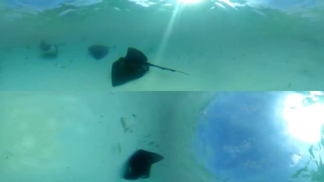 Исследуйте остров Half Moon Cay в формате 360. (Двигайте мышкой по видео при просмотре) смотреть онлайн