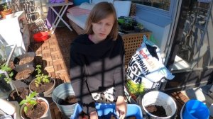 картошка в ведре | огород на балконе