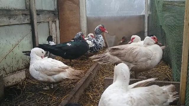 КОРМЛЕНИЕ ИНДОУТОК ЗИМОЙ/МУСКУСНЫЕ УТКИ/ смотреть онлайн