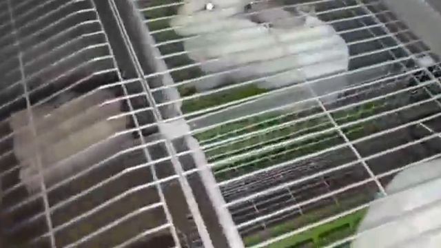 Очередной окрол у клиента в клетках Лидан смотреть онлайн