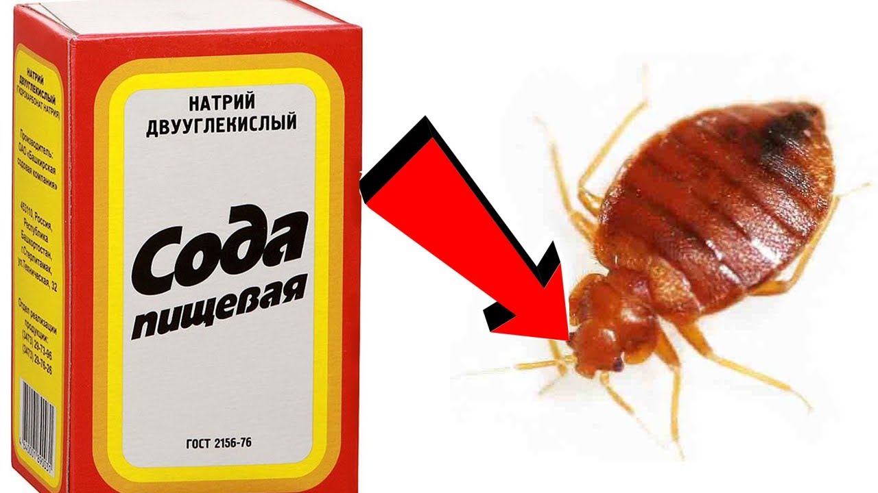 Уничтожения клопов-Всего за 30 минут. смотреть онлайн