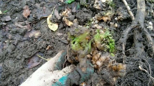 Готовим бругмансии к зиме. Зимнее хранение бругмансий. 4.11.2020 смотреть онлайн