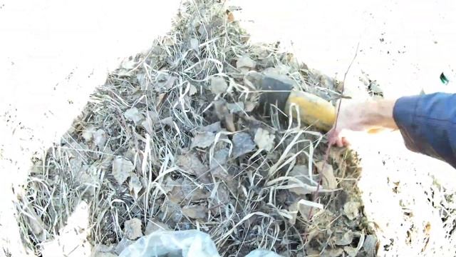 Подарок от интернет магазина Златпитомник. Посадил клён остролистный в лесу от фирмы Златпитомник смотреть онлайн