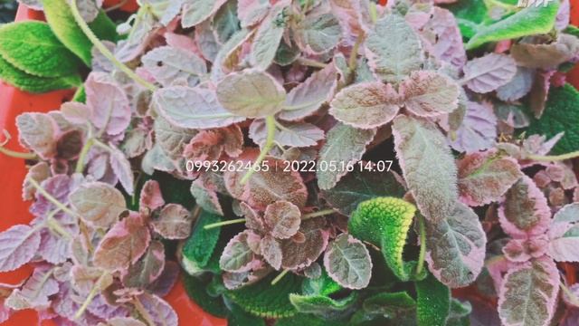 พรมญี่ปุ่น 🌸พิ้งสโม้ค🌸 смотреть онлайн