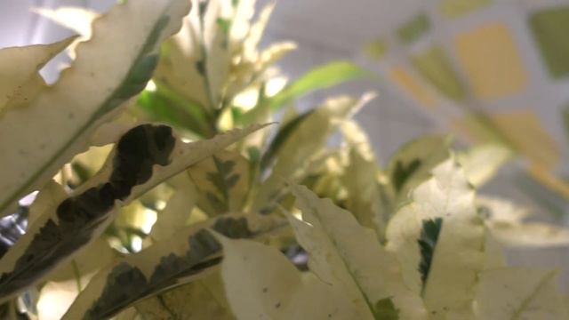 MY CROTON TAMARA TREE - LOVE @ FIRST SIGHT :-) смотреть онлайн