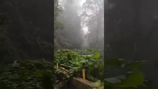 Parque Nacional Henry Pittier, Edo Aragua Venezuela смотреть онлайн