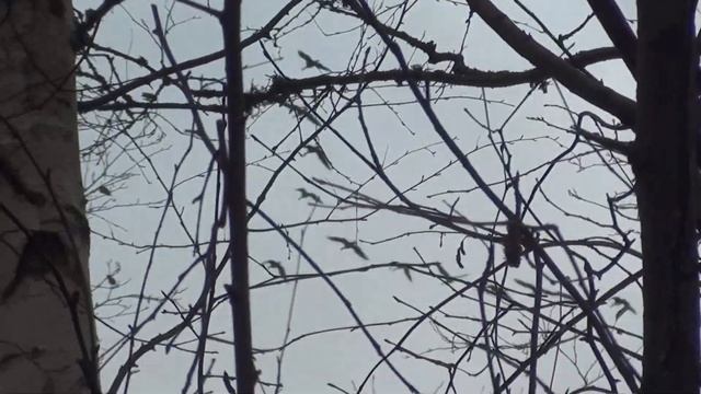 лебеди летят на юг , куропатки бегут за ними , ну и кто не разглядел кабана повторим смотреть онлайн