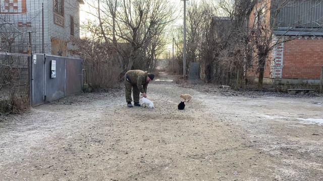 Джек-Рассел- терьер 1 год 2 месяца Бакс! Отработка команды ко мне с котами Рыжиком и Марсиком! смотреть онлайн