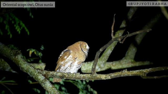 Oriental scops owl, Otus sunia смотреть онлайн