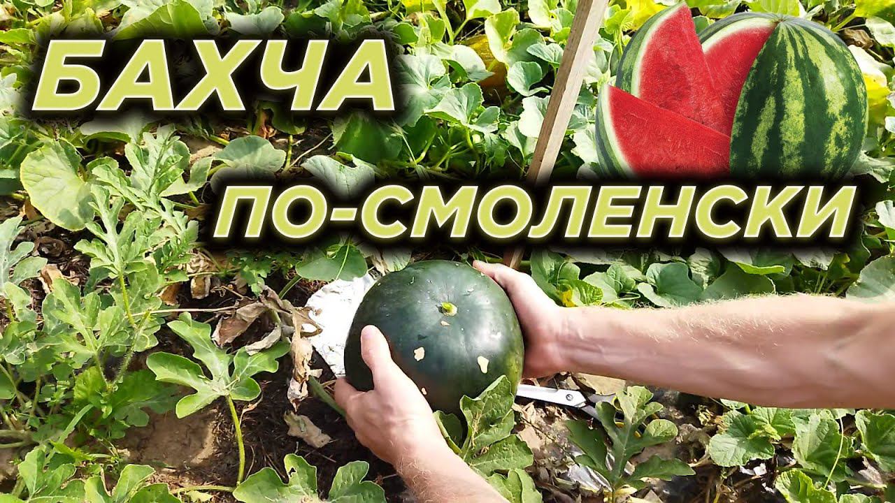 Бахча по-смоленски. смотреть онлайн
