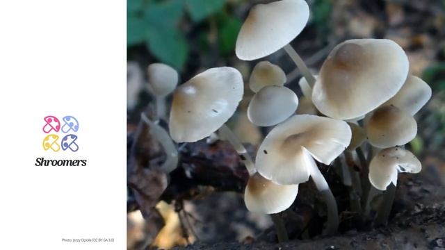 Milk-drop mycena (Mycena galopus) | Practical Mushroom Profile | Shroomers смотреть онлайн
