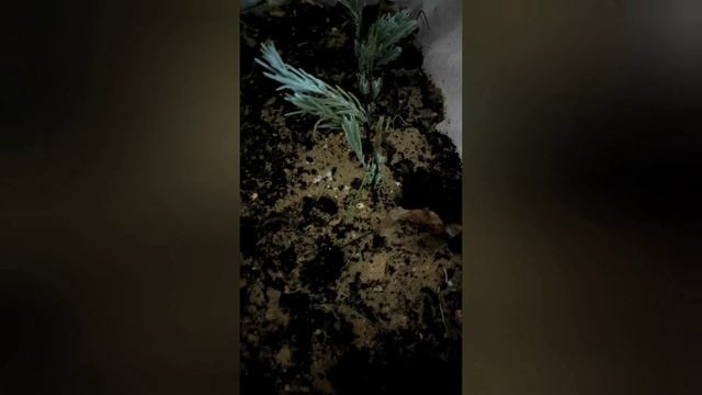 Черенкование Лаванды. Самый простой способ зачеренковать лаванду смотреть онлайн