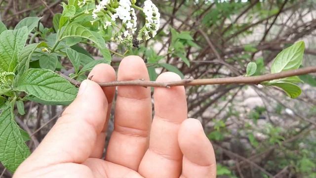 Heliotropium lilloi / flora argentina / Tournefortia lilloi / plantas silvestres / Heliotropo смотреть онлайн