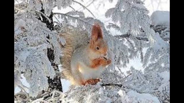 Какая белая зима! смотреть онлайн