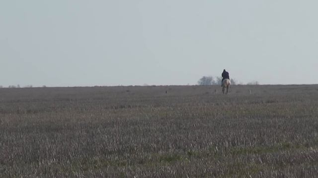 Охота с борзыми