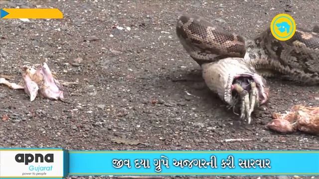 10 feet long Indian Python rescued. Python regurgitates 3 hens. смотреть онлайн