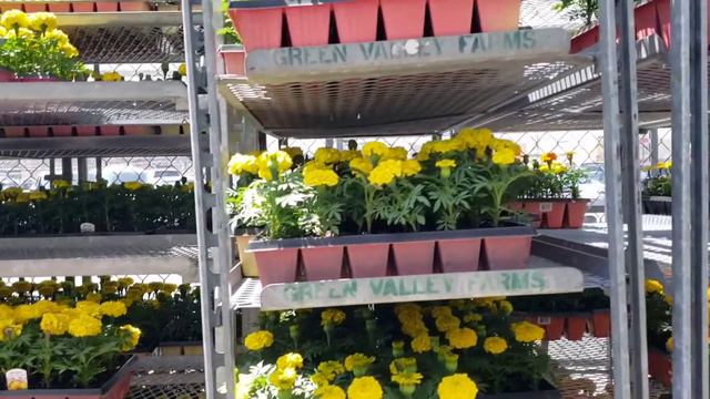 Costco and Walmart Nersery with My plants that I have grown at home | By: Today's Recipes & More. смотреть онлайн
