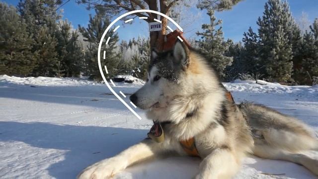 Жизнь Маламут Парка и наши Маламуты