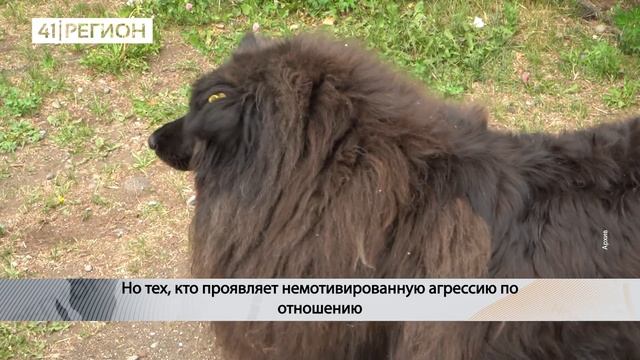 КОШКИ И СОБАКИ ИЩУТ ДОМ И ЗАБОТУ • НОВОСТИ КАМЧАТКИ смотреть онлайн