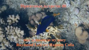 Приятные встречи 40 Зебрасома желтохвостая Императорский хирург музыка Raymond Lefevre Царица Саба