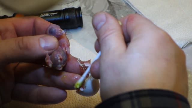 Искусственное вылупление птенца рыжеголового каика. смотреть онлайн