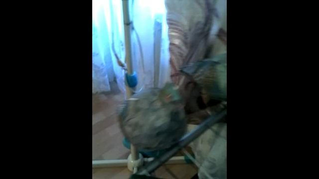 самодельные чучела для охоты на голубей. смотреть онлайн