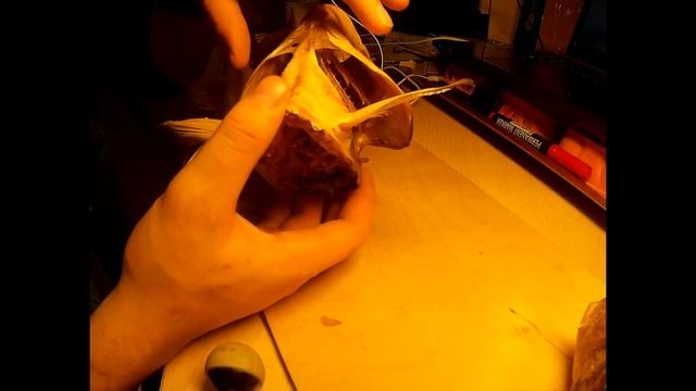 Как сделать чучело / голову жереха смотреть онлайн