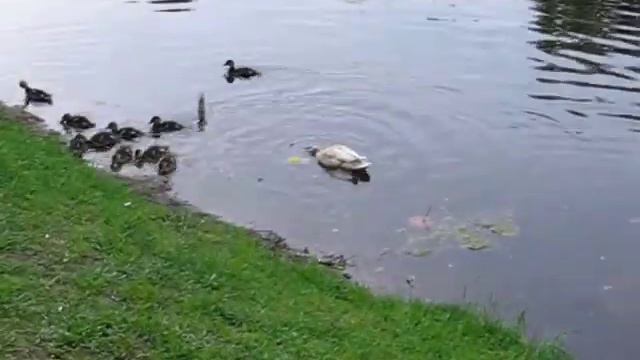 11 ducklings - Серебряный пруд смотреть онлайн