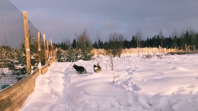 Не смотрите хаски в глазки, очарует на раз-два! Если с хаски без опаски, то получится судьба! смотреть онлайн