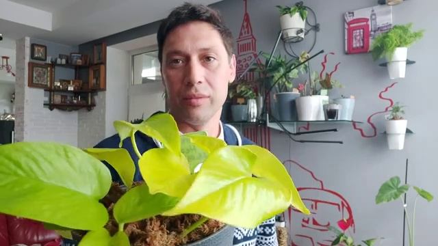 Эпипремнумы Сциндапсусы над которыми тружусь в этом году смотреть онлайн